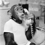 answer the monkeyphone!