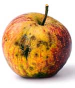 rotten apple