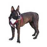 terrier